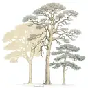 3 trees an Aleppo pine, a Cedar tree, and a plane London tree tattoo design idea