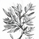 Olive Branch tattoo design idea