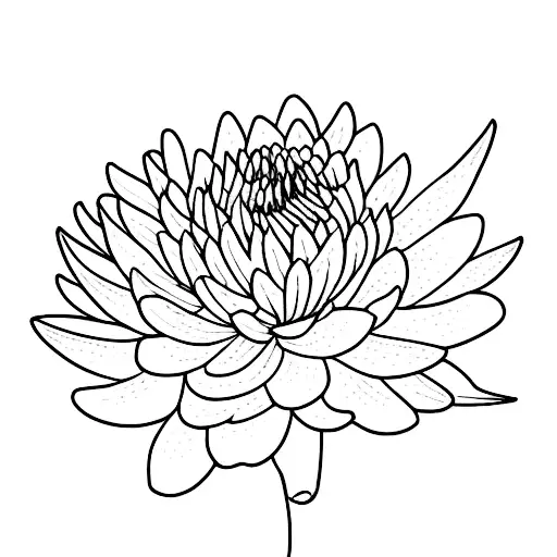 Carnation, aster, water lily and chrysanthemum tattoo design idea