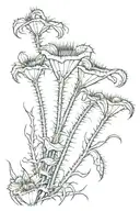 Venus flytrap stems and thorns tattoo design idea