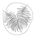fine fern leaf  tattoo design idea