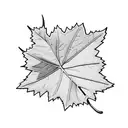maple leaf, oak leaf, rose, trillium flower  tattoo design idea