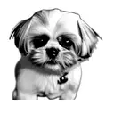 shih tzu tattoo design idea