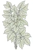 plant poison ivy tattoo design idea