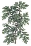Eastern Hemlock Tree tattoo design idea