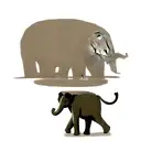 Elephant tattoo design idea