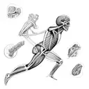 Muscle anatomy diagram tattoo design idea