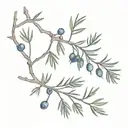 Juniper branch with berries tattoo design idea