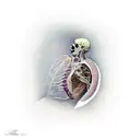 In utero nirvana album tattoo design idea