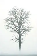 Long bulky leafless tree surrounded by fog and bats tattoo design idea