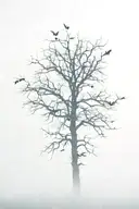 Long bulky leafless tree surrounded by fog and bats tattoo design idea