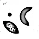 lunar phases  tattoo design idea