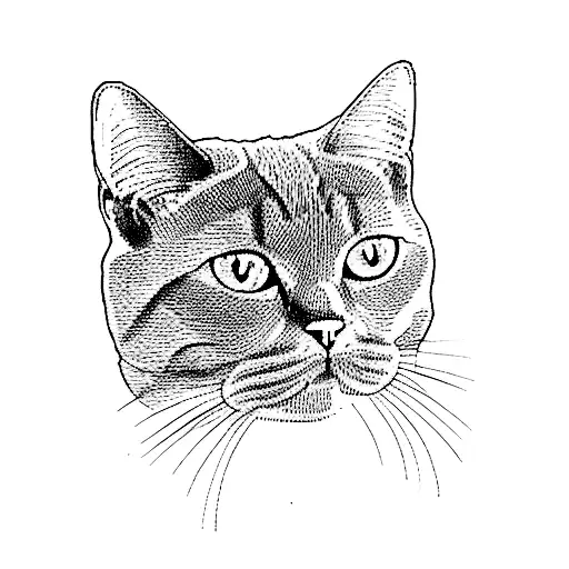 a british shorthair cat tattoo design idea