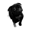 a black pug dog tattoo design idea