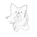 a border collie tattoo design idea