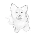 a border collie tattoo design idea