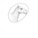 camel  tattoo design idea