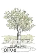 olive tree with the date 5/5/10 integrated in it  tattoo design idea