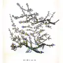 almond blossoms branch van gogh tattoo design idea