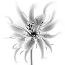 spider lily with love in Korean written next to it tattoo design idea