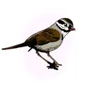 Sparrow tattoo design idea