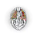 half heart with brain structure inside, other half the stroke survivor band in red. in the band written 'survivor' tattoo design idea