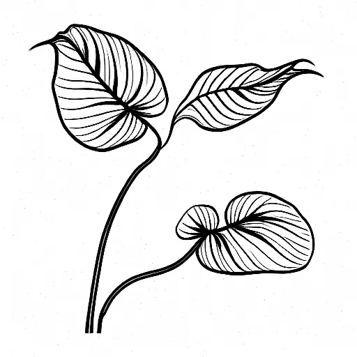 Anthurium Flower Graphic Hand Drawn Illustrations Set Of Line Art Tropical  Exotic Strelitzia Stock Illustration - Download Image Now - iStock