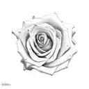 roses, fibonacci, and pearl necklace tattoo design idea