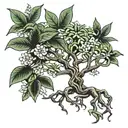 Japanese money tree spider plan aloe Hoya carnosa plant tattoo design idea