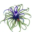 spider lilly  tattoo design idea