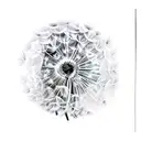 Dandelion tattoo design idea
