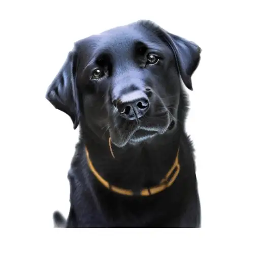 a black labrador retriever tattoo design idea