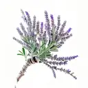 White lavender, juniper with berries and sage on one branch, the stems of which are intertwined in a spiral tattoo design idea