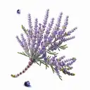 White lavender, juniper with berries and sage on one branch, the stems of which are intertwined in a spiral tattoo design idea