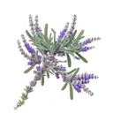 White lavender, juniper with berries and sage on one branch, the stems of which are intertwined in a spiral tattoo design idea