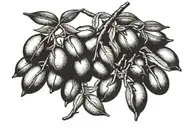 two olive branches facing away with the stems facing inwards and the quote Bred For War in between tattoo design idea