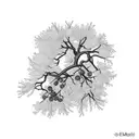 Juniper branch with berries and name juniper  tattoo design idea