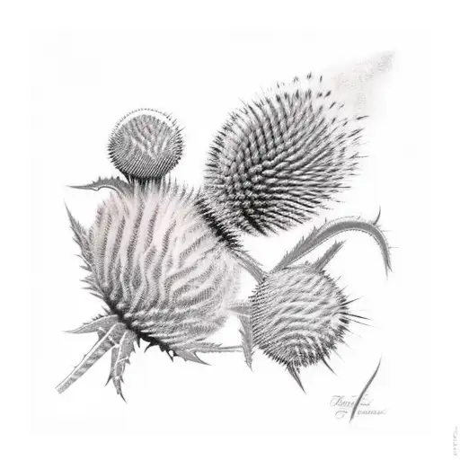 scotland, nature, thistle, vines tattoo design idea