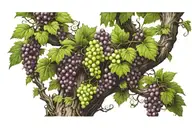 vine tree  with grape from waist to chest  tattoo design idea