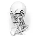 Human anatomy  tattoo design idea