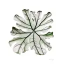 fiddle fig leaf  tattoo design idea