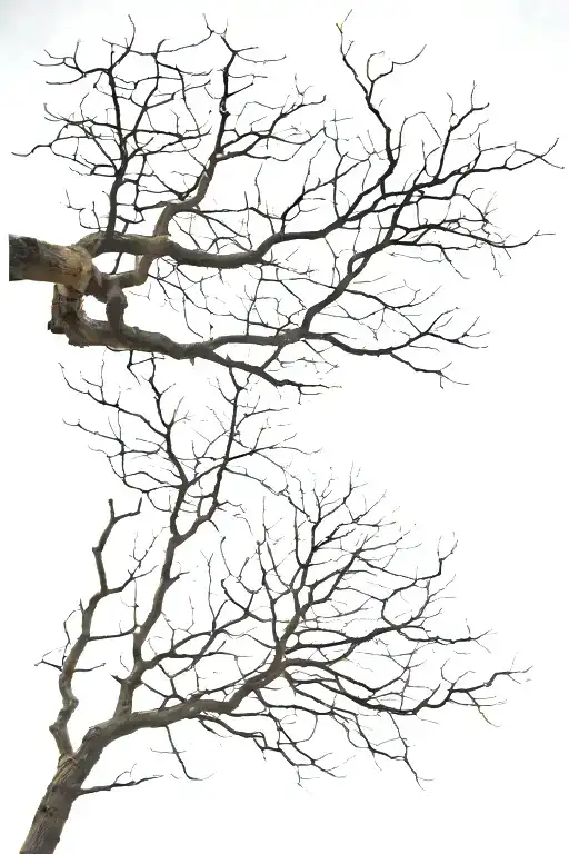 leafless tree branches stretching towards the sky tattoo design idea