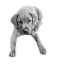 a labrador retriever tattoo design idea