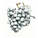 grapes in color tattoo design idea
