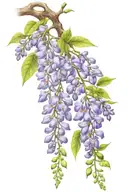 wisteria flowers with vines tattoo design idea