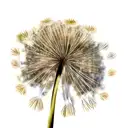 Dandelion tattoo design idea