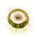 Dandelion tattoo design idea