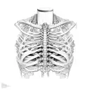 rib cage tattoo design idea