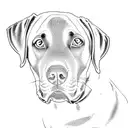 a labrador retriever tattoo design idea