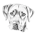 a labrador retriever tattoo design idea